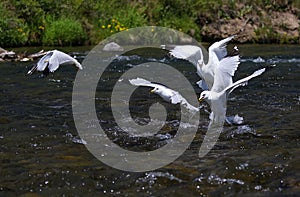 Gruppo da gabbiani caccia un fiume 