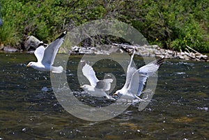 Gruppo da gabbiani caccia un fiume 