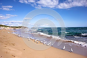 Group of Seagulls near beach in Penguin Island in Perth,Western Australia