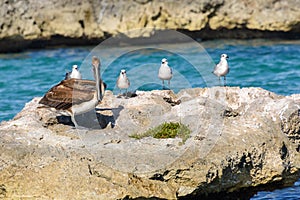 A group of Seagulls and a Pelican on a big rock in a caribbean sea lagoon.