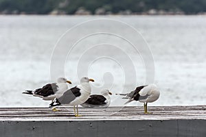 A group of seagulls on a pier in front of the Conceicao Lagoon, in Florianopolis, Brazil