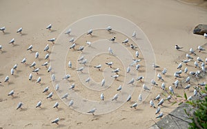 Group of Seagulls resting on the side of a beach to avoid cold wind