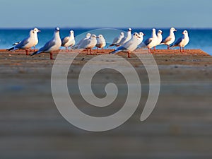 Group of seagulls