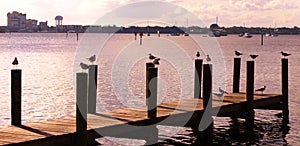 Group of seagulls standing on poles by the river