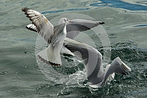 A group of seagulls on the surface of the sea