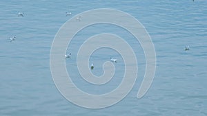 A group of seagulls swim in the Sava River in Belgrade, Republic of Serbia. Wild birds in their natural habitat.