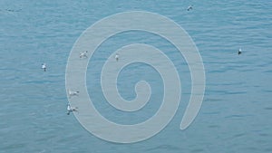 A group of seagulls swim in the Sava River in Belgrade, Republic of Serbia. Wild birds in their natural habitat.