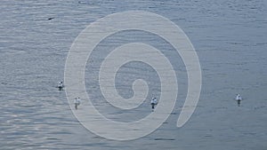 A group of seagulls swim in the Sava River in Belgrade, Republic of Serbia. Wild birds in their natural habitat.