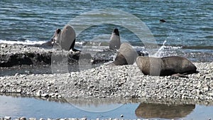 Group of seals on beach of the Falkland Islands in Antarctica.