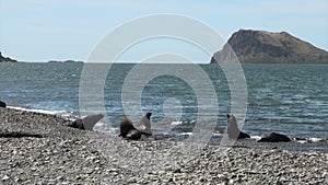 Group of seals on beach of the Falkland Islands in Antarctica.