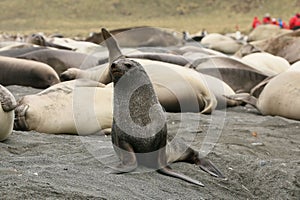 Group of seals congregating together on a sandy beach