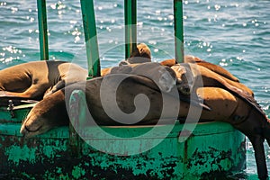 Group of seals including two babies sleep on a green buoy in the ocean