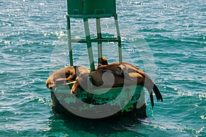 Group of seals including two babies sleep on a green buoy in the ocean
