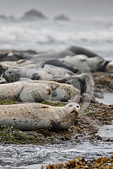 Group of Seals at Low Tide