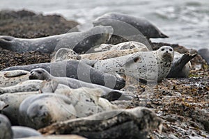 Group of Seals at Low Tide