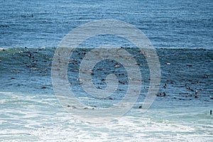 Group of seals, Pinnipedia in the sea of the seal colony at Cape Cross, Namibia