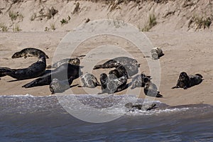 Group of seals posing on the beach