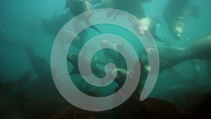 Group of Seals underwater of Sea of Okhotsk.