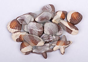 Group of seashell chocolate bar