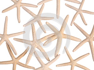 Group of seashell starfish pattern top view isolated on white background with clipping path