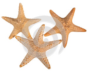 Seashell starfish top view isolated on white background with clipping path