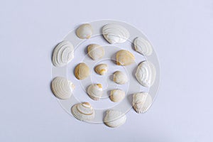 Group of seashells on white table in nice composition 1