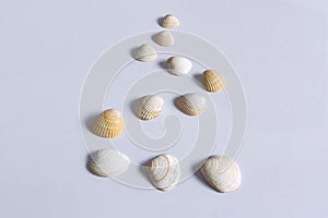 Group of seashells on white table in nice composition 3