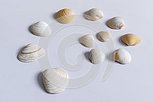 Group of seashells on white table in nice composition 2