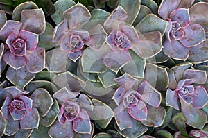 Group of sedum plants