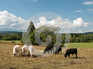 A group of separated black and white cows