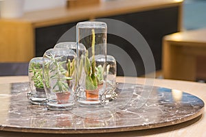 Group set of ornamental tree in glass jar on the marble table interior for office building or home and living achitecture decorati photo