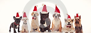 Group of seven adorable dogs wearing santa claus hats standing together