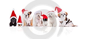 Group of seven adorable santa dogs of different breeds