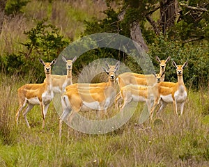 Group of seven Blackbuck Antelope pose for camera