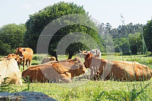Group of cows resting in the meadow a hot day in the small rural town of penalties, mellid, la coruÃÂ±a photo