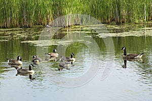 Group of seven Canada geese on a pond in Connecticut.