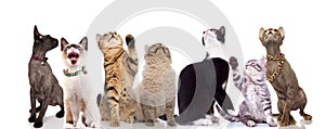 Group of seven cute cats looking up
