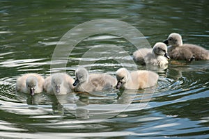 a group of seven very young swan fledlings swimming in a lake