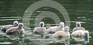 a group of seven very young swan fledlings swimming in a lake