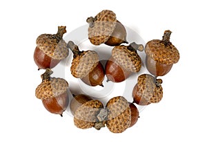 Group of several acorns isolated on white background