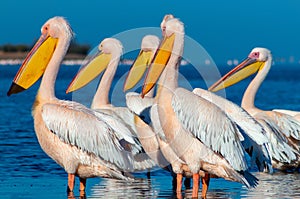 A group of several large pink pelicans stand in the lagoon on a sunny day