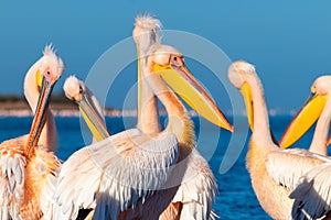 A group of several large pink pelicans stand in the lagoon on a sunny day