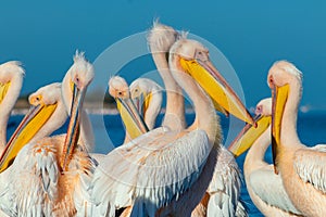 A group of several large pink pelicans stand in the lagoon on a sunny day