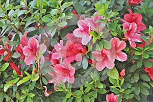 Group of several patterns of blooms on same plant