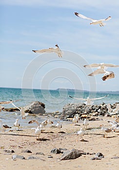 Group of several seagulls walking along the coastline