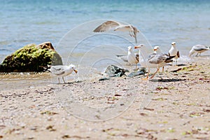 Group of several seagulls walking along the coastline