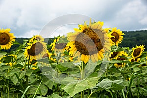 Group of several sunflowers with bees on it