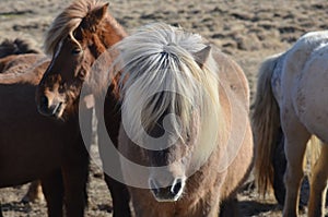 Group of Shaggy Icelandic Ponies Standing Together