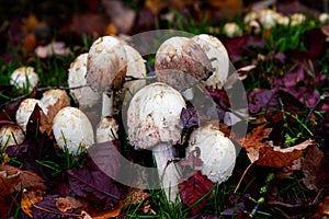 Group of shaggy ink cap mushrooms among red and purple fall leaves