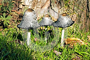 Group of shaggy ink caps (Coprinus comatus) in front of a tree